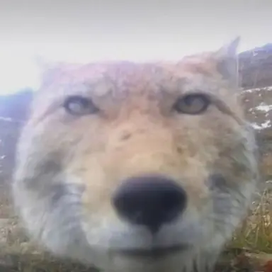 Profile image of 여우