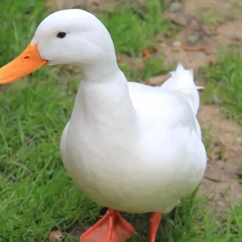 FoulSheet4501의 오리 키우기