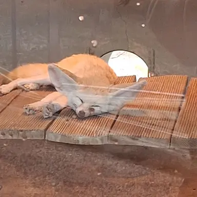 Profile image of 여우