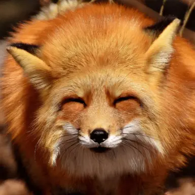 Profile image of チュ・ヨウ