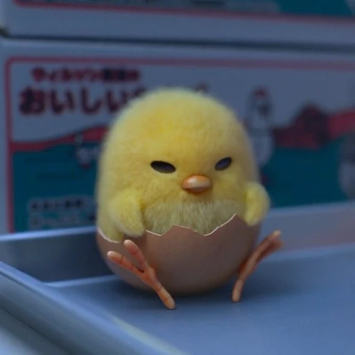 병아리들