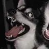 Profile image of Jacky