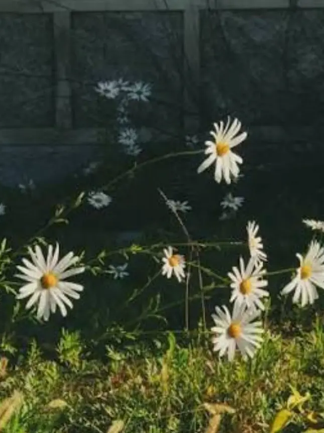 HSRD-Heptagram의 정신병원 환자들이 나에게 집착한다.