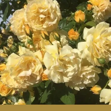 Profile image of 각별