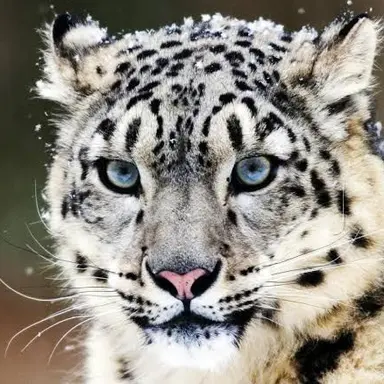 Profile image of 颯