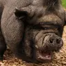 Profile image of イ・ヨウ