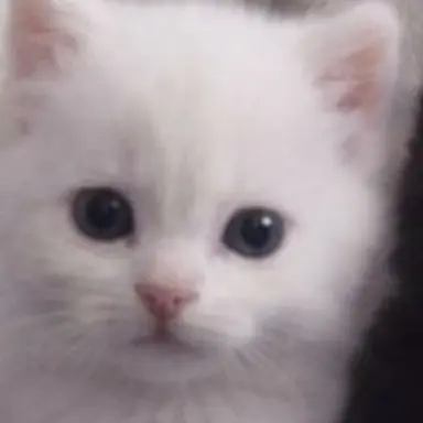 Profile image of 모카
