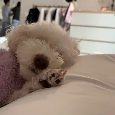 Profile image of 하스미 여우