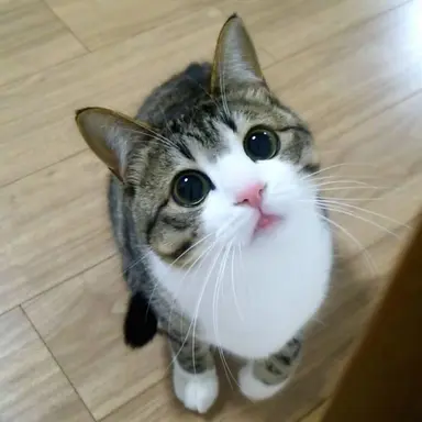 Profile image of ミーくん