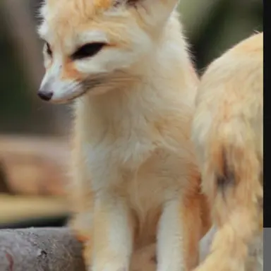 Profile image of 여우