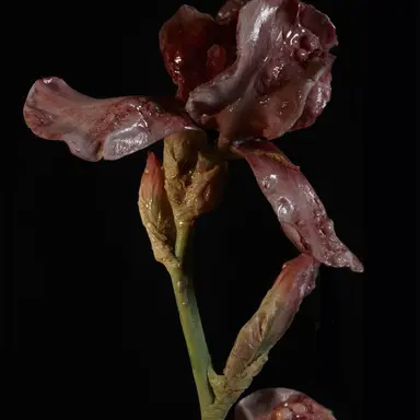 Profile image of 황현진