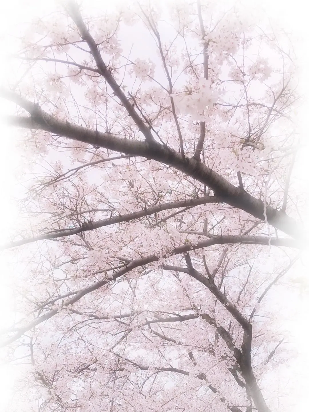 Seira_72의 いちゃいちゃ