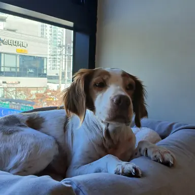 Profile image of 박덕개