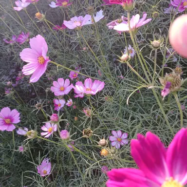 Profile image of 신승아