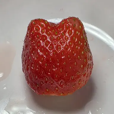 Profile image of 스프라우트