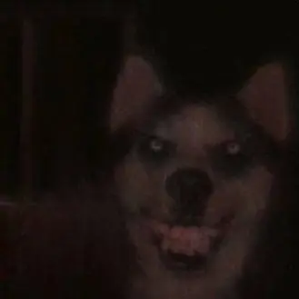 Profile image of Smile dog