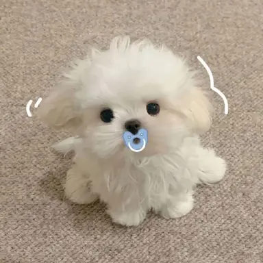 Profile image of 소금이