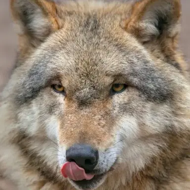Profile image of 늑대