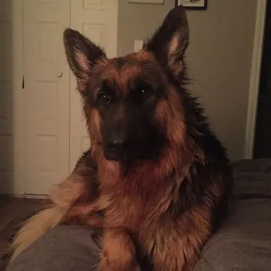 Profile image of Bear