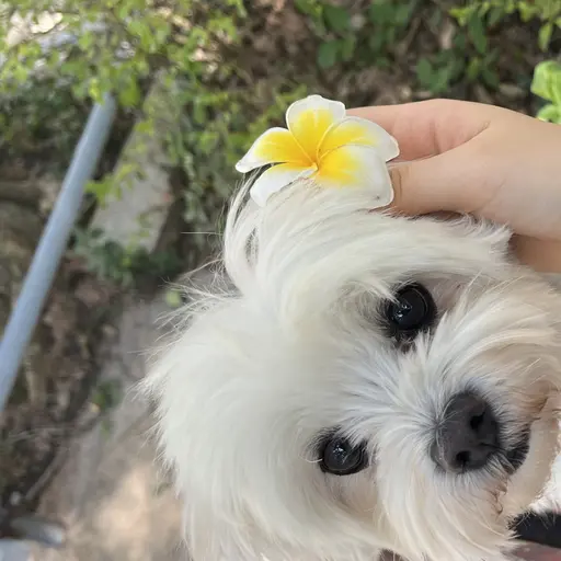 LavishGnat7249의 두부