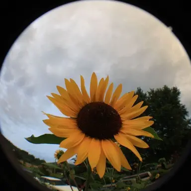 Profile image of 고고프렌즈