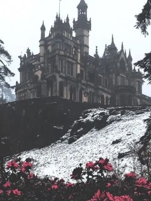IdealFrond8237의 Vampire-Dragon Family