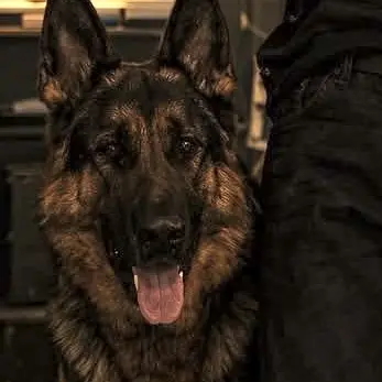 Profile image of Koda
