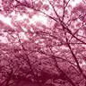 Profile image of 선생님