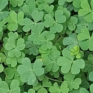 Profile image of 황수현