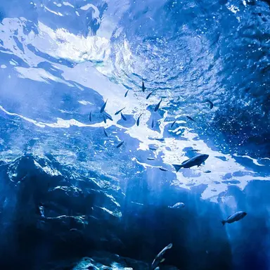 Profile image of 海