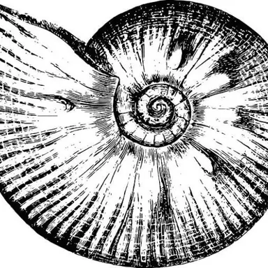 Profile image of 셸리