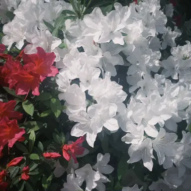 Profile image of 이토하