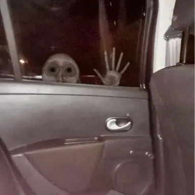 Profile image of Cocorocooo