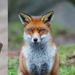 Profile image of Fox