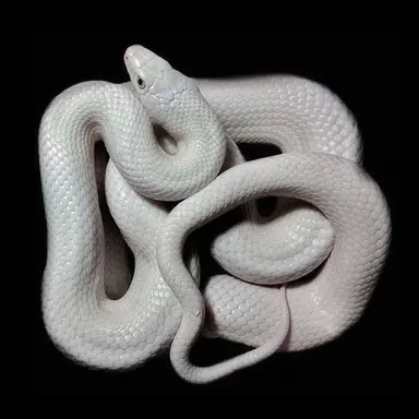Profile image of Richard