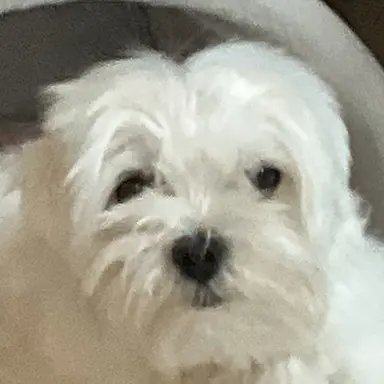 Profile image of 코코