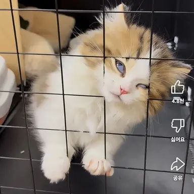 Profile image of 여우