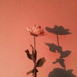 Profile image of 폰