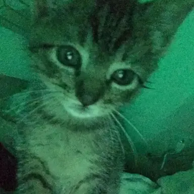 Profile image of 오뉴