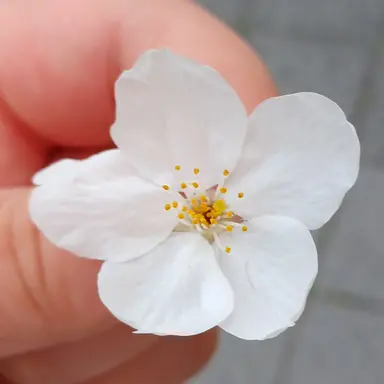 Profile image of 멜로우