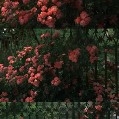 Profile image of 플래그