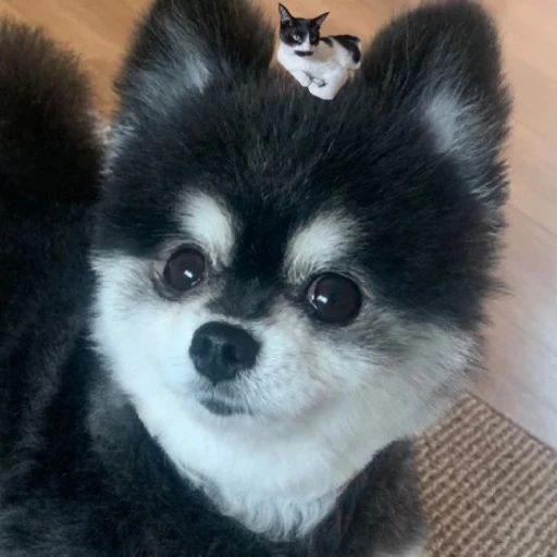 버섯도리
