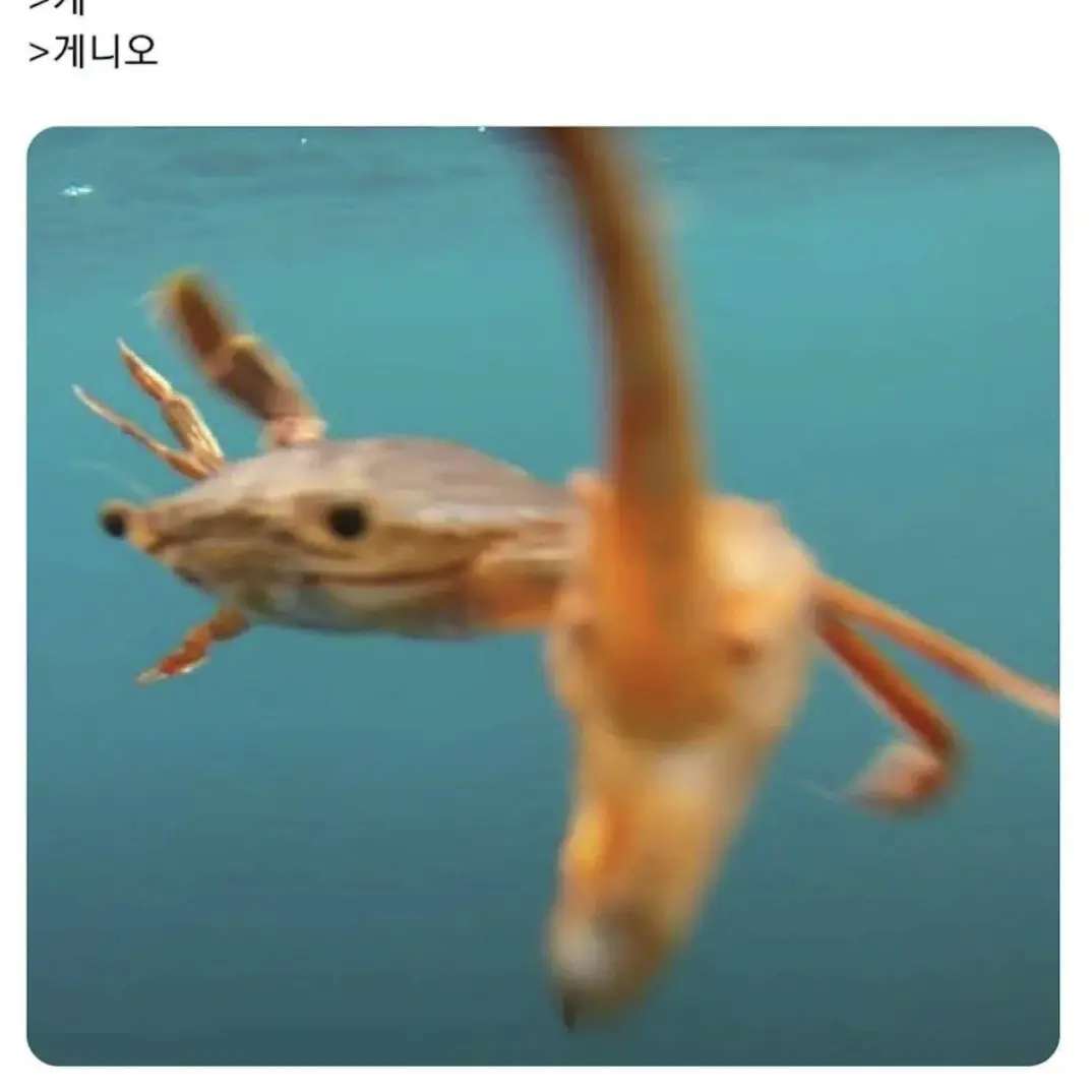 KARO111_1765의 문샤크&구름상어