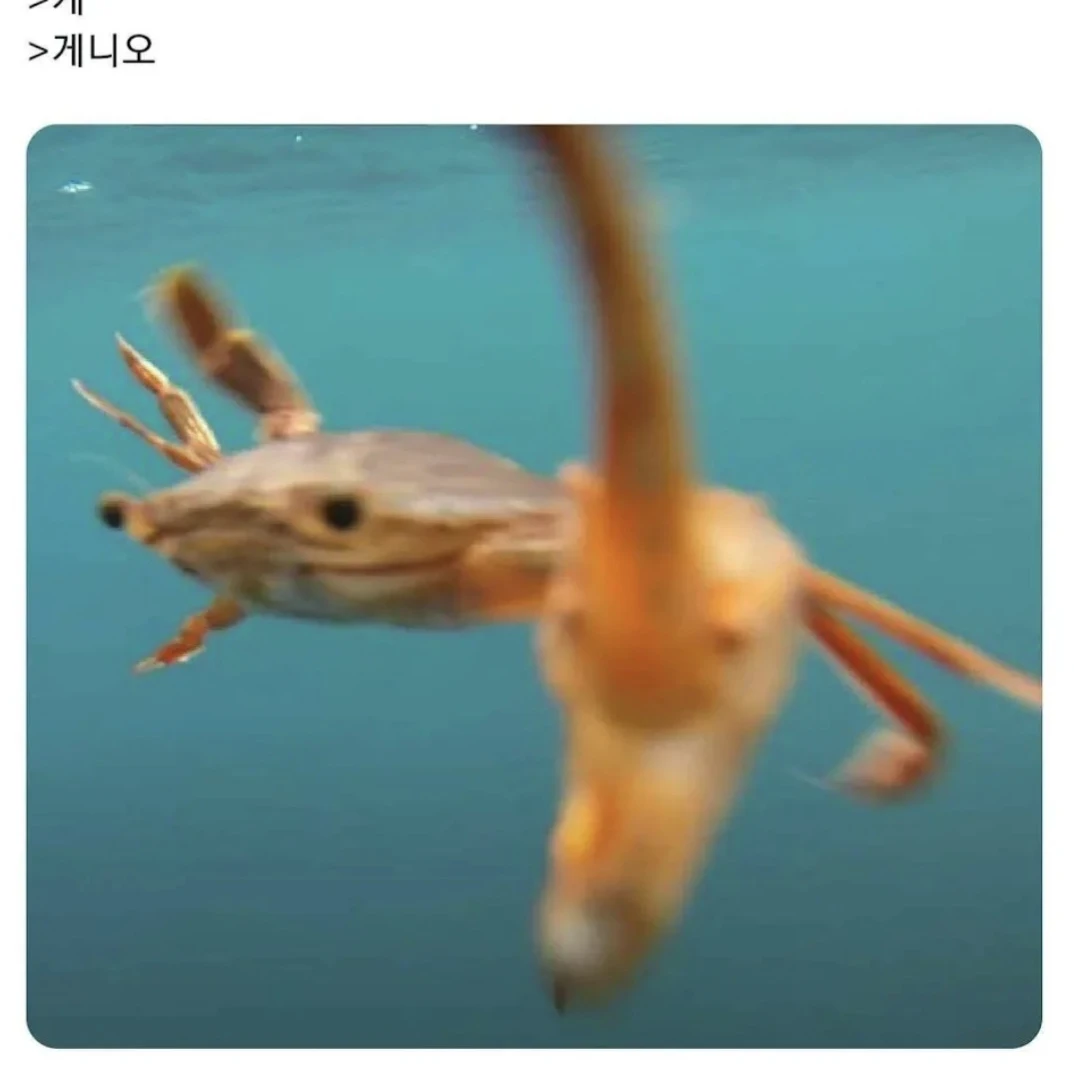 구름상어 쿠키