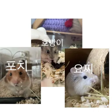 Profile image of 포치 요찌 호빵이