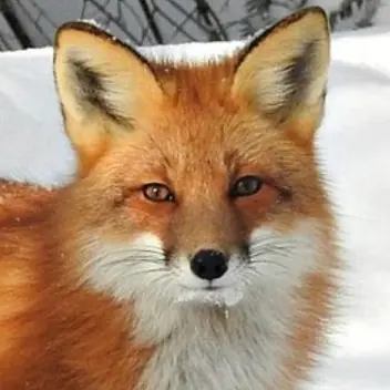 Profile image of 여우