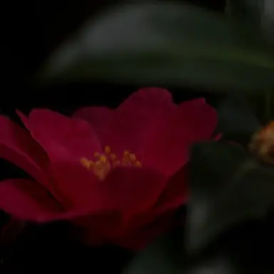 Profile image of 椿