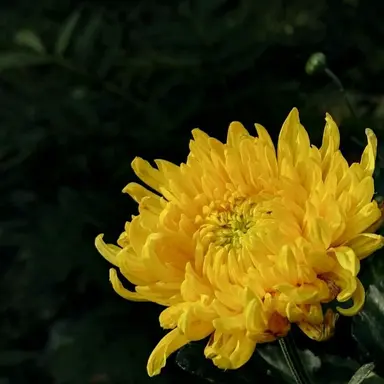 Profile image of 菊