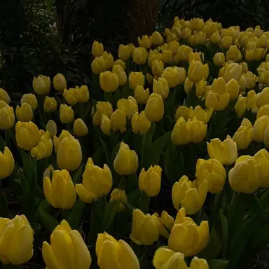 Profile image of 김일영