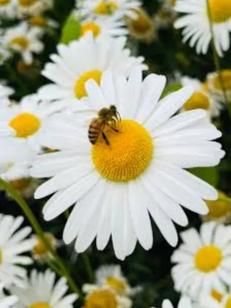 HSRD-Heptagram의 초능력세계여행!